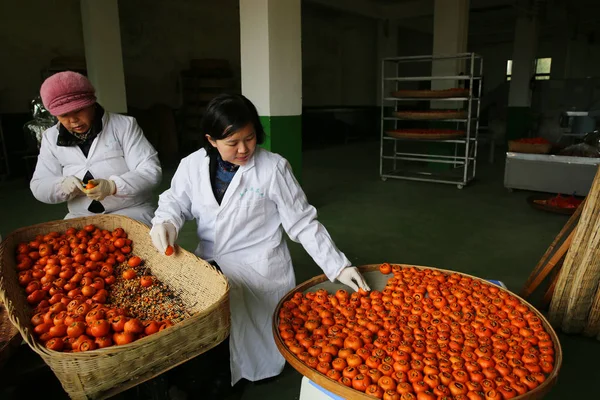 中国の女性タン リーさん ミニオレンジのように見えるフルーツ クムクワット と紅茶を組み合わせることで 中国北西部の安西省安陽市で両製品の付加価値を生み出す 12月20日 — ストック写真