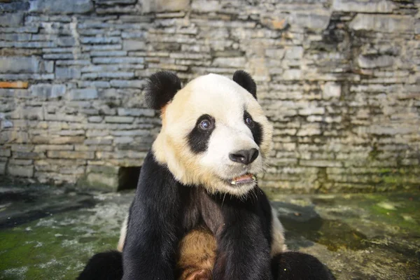 Panda Gigante Masculino Peng Peng Que Murió Edad Años Representa —  Fotos de Stock