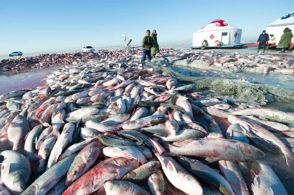 Raccolta Pescatori Cinesi Durante Stagione Pesca Invernale Lago Chagan Nella — Foto Stock