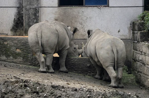 Pair White Rhinoceros Plays Chengdu Zoo Chengdu City Southwest China — Stock Photo, Image