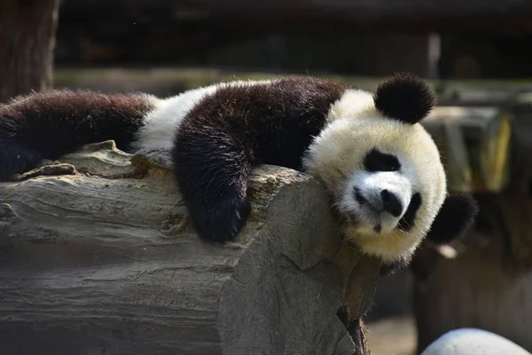 Panda Gigante Mente Agarra Tronco Árvore Para Evitar Cair Uma — Fotografia de Stock