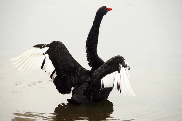 File Black Swan Swims Lake Wuhan Zoo Wuhan City Central — стоковое фото