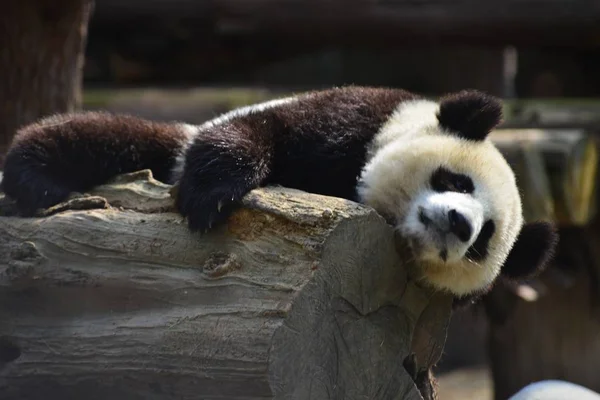 Giant Panda Leży Sprzęgła Pnia Drzewa Aby Nie Popaść Bazie — Zdjęcie stockowe