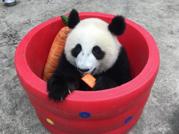 Panda Gigante Desfruta Uma Cenoura Cilindro Oco Com Travesseiro Forma — Fotografia de Stock