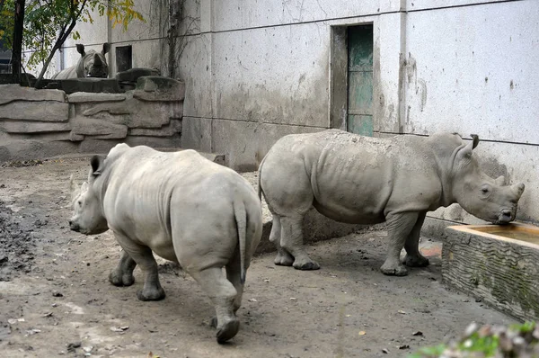 Pair White Rhinoceros Plays Chengdu Zoo Chengdu City Southwest China — Stock Photo, Image