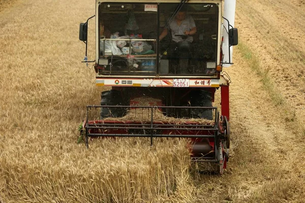 Agricultor Chino Conduce Una Máquina Segadora Para Cosechar Trigo Campo —  Fotos de Stock