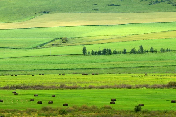 Krajina Ostrově Hulunbuir Grassland Severočínské Vnitřní Mongolsko Autonomní Oblasti Srpna — Stock fotografie
