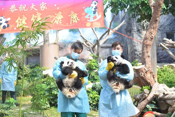 Gemelos Cachorros Panda Gigantes Jianjian Kangkang Juegan Durante Evento Para — Foto de Stock