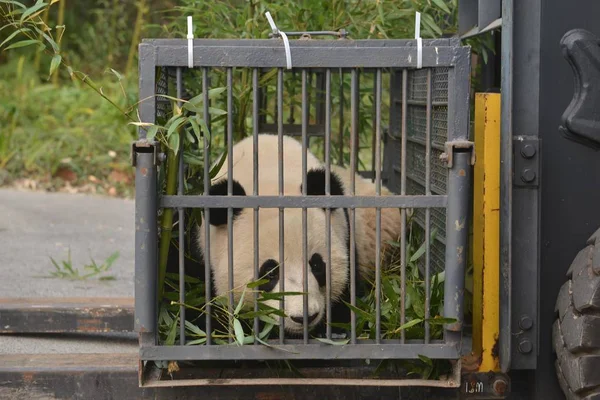 Malezya Asıllı Dev Panda Nuan Nuan Malezya Ulusal Hayvanat Bahçesinden — Stok fotoğraf