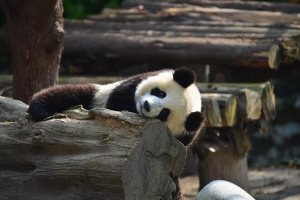 Гигантская Панда Лежит Сжимает Ствол Дерева Упасть Базе Китайского Центра — стоковое фото