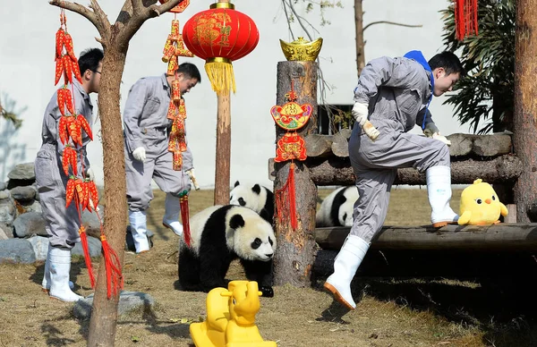 Olbrzym Szczeniaki Panda Grać Podstawy Hodowli Shenshuping Chiny Giant Panda — Zdjęcie stockowe