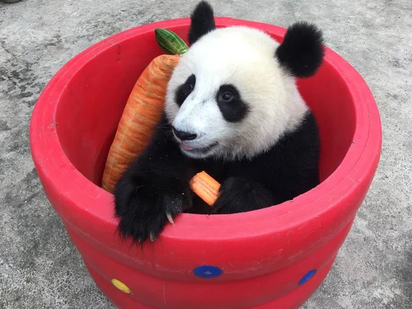 Panda Gigante Desfruta Uma Cenoura Cilindro Oco Com Travesseiro Forma — Fotografia de Stock