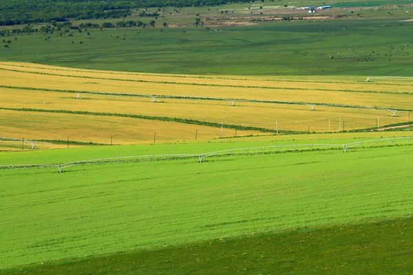 Krajina Ostrově Hulunbuir Grassland Severočínské Vnitřní Mongolsko Autonomní Oblasti Srpen — Stock fotografie