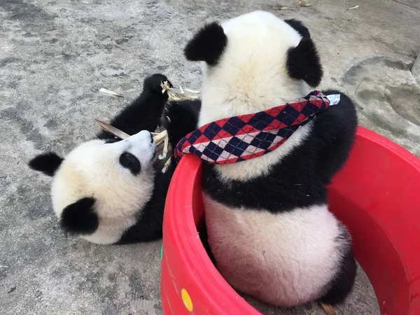 Ein Riesenpanda Mit Einem Karierten Schal Gegen Die Winterkälte Frisst — Stockfoto