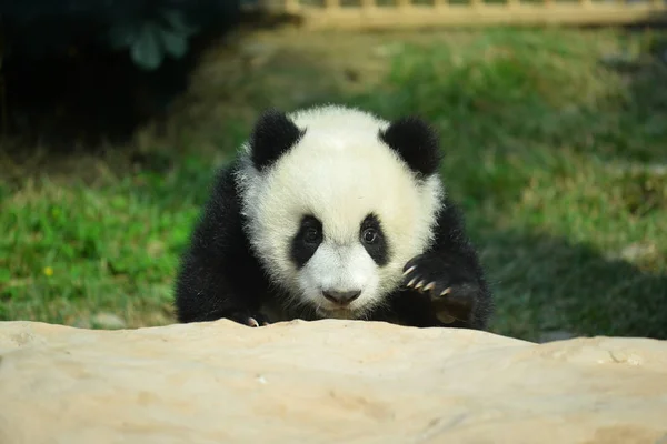 Jednym Twin Olbrzym Panda Cubs Jianjian Kangkang Odgrywa Podczas Zdarzenie — Zdjęcie stockowe