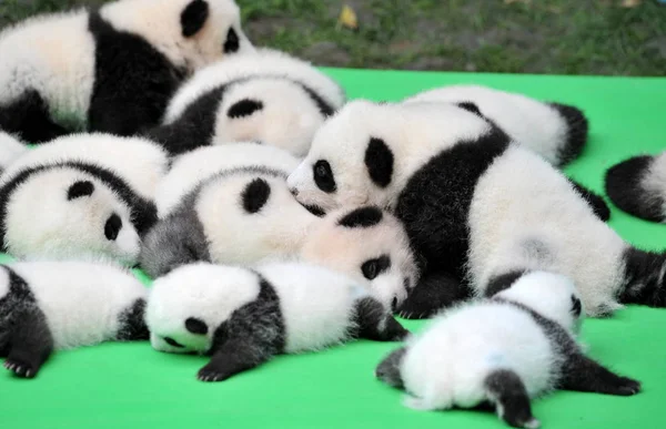 Die 2016 Geborenen Babys Des Großen Pandas Werden Während Einer — Stockfoto