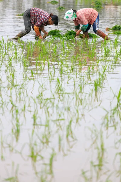 Chińskich Rolników Przeszczepów Ryżu Sadzonki Polu Ryżu Powiatu Jiujiang Miasta — Zdjęcie stockowe