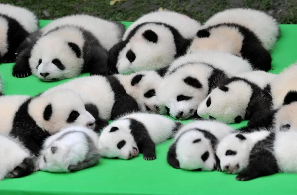 Die 2016 Geborenen Babys Des Großen Pandas Werden Während Einer — Stockfoto