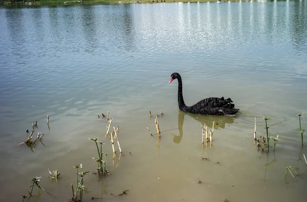 Bestand Een Zwarte Zwaan Zwemt Het Meer Van Zhanggongdi Forest — Stockfoto