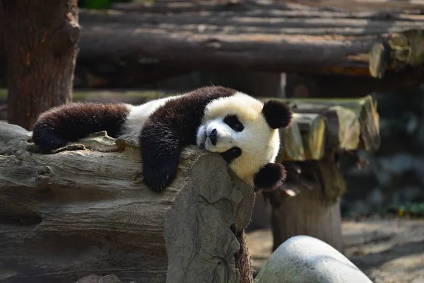 Een Reuzenpanda Ligt Klauwen Boomstam Voorkom Vallen Een Basis Van — Stockfoto