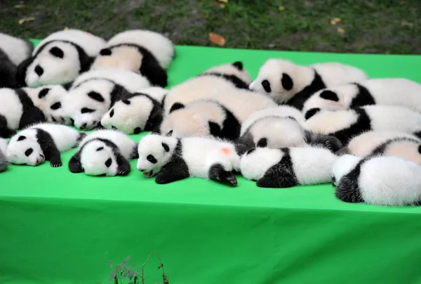 Los Cachorros Panda Gigantes Nacidos 2016 Exhiben Durante Evento Público —  Fotos de Stock