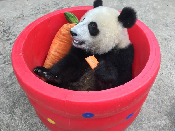 Desenhos animados panda bonito blocos de construção ano novo