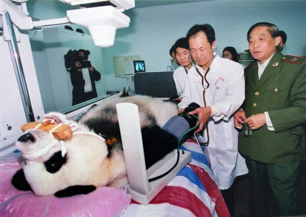 File Les Médecins Vérifient Panda Géant Âgé Monde Basi Par — Photo