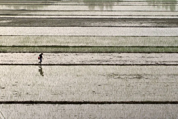 Ein Chinesischer Bauer Düngt Ein Reisfeld Dorf Yuanji Stadt Huaian — Stockfoto