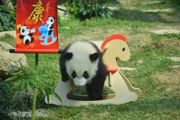 Eines Der Zwillingsbabys Des Großen Pandas Jianjian Und Kangkang Spielt — Stockfoto