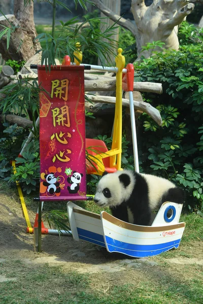 Jianjian Ömer Tek Kişilik Dev Panda Yavruları Biri Ocak 2017 — Stok fotoğraf