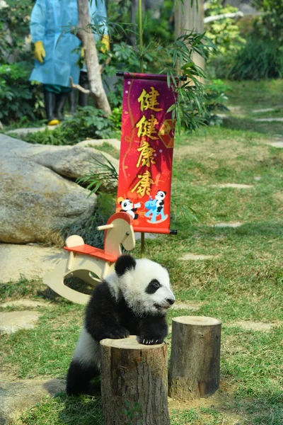 Een Van Tweeling Reuzenpanda Welpen Jianjian Kangkang Speelt Tijdens Een — Stockfoto