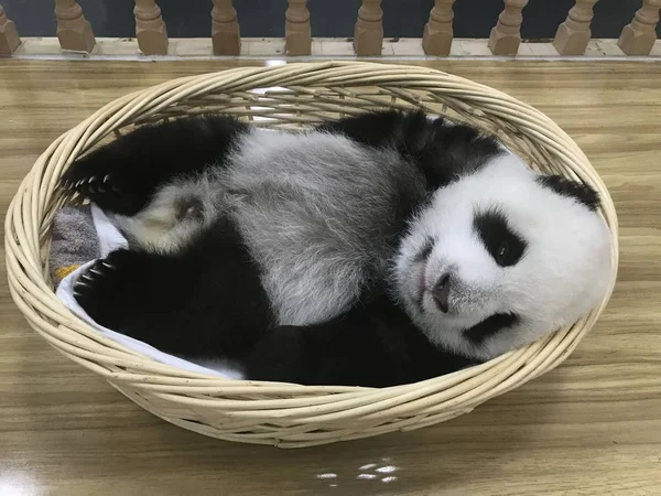 Filhote Panda Gigante Descansa Uma Cesta Reserva Natural Nacional Wolong — Fotografia de Stock