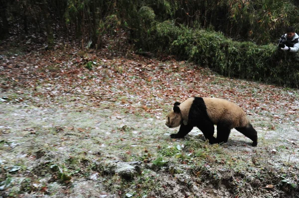 Mujer Panda Gigante Ying Xue Libera Naturaleza Reserva Natural Liziping — Foto de Stock