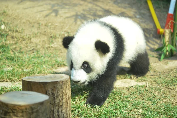 Dos Filhotes Panda Gigantes Gêmeos Jianjian Kangkang Toca Durante Evento — Fotografia de Stock