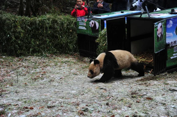 Female Giant Panda Ying Xue Walks Out Cage Released Wild — Stock Photo, Image