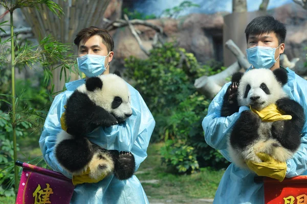 Jumeaux Géants Panda Jianjian Kangkang Jouer Lors Événement Pour Payer — Photo