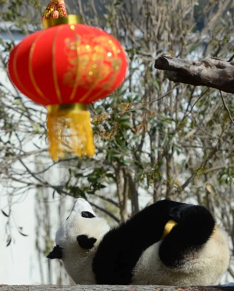 Giant Panda Cub Spelar Vid Shenshuping Avel Basen Kina Giant — Stockfoto