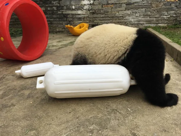 Ein Riesenpanda Spielt Mit Bonbonartigen Spielzeugen Auf Einer Basis Des — Stockfoto