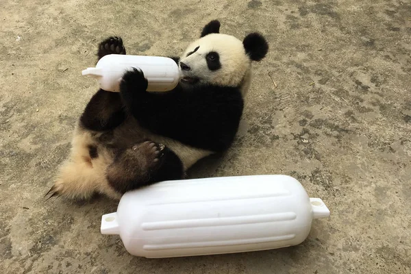 Egy Óriás Panda Játszik Cukorka Szerű Játékok Tövénél Kína Védelmi — Stock Fotó