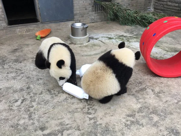 Giant Pandas Play Candy Toys Base China Conservation Research Centre — Stock Photo, Image