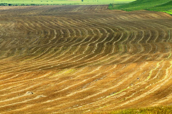 Landscape Hulunbuir Grassland North China Inner Mongolia Autonomous Region August — Stock Photo, Image