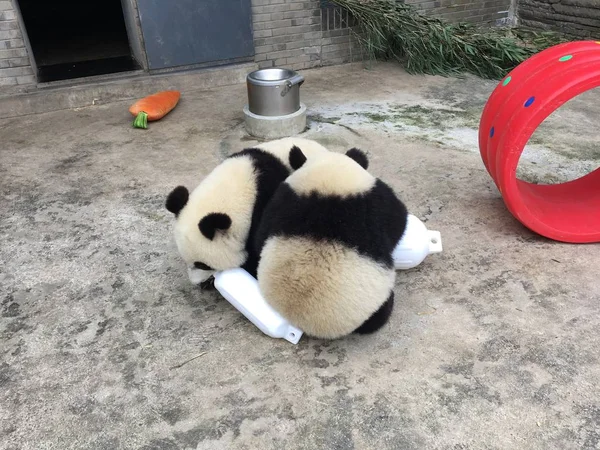 Pandas Gigantes Brincam Com Brinquedos Parecidos Com Doces Uma Base — Fotografia de Stock