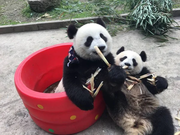 Panda Gigante Usando Lenço Xeque Contra Frio Inverno Come Brotos — Fotografia de Stock