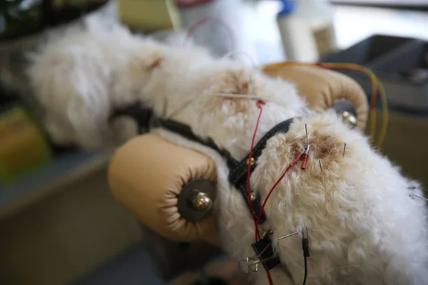 Bir Evcil Köpek Şangay Bir Evcil Hayvan Hastanesinde Vücuda Yerleştirilen — Stok fotoğraf