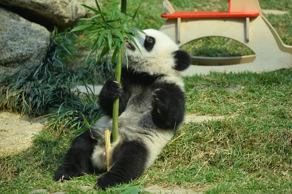 Jednym Twin Olbrzym Panda Cubs Jianjian Kangkang Odgrywa Podczas Zdarzenie — Zdjęcie stockowe