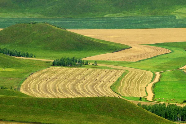 Krajina Ostrově Hulunbuir Grassland Severočínské Vnitřní Mongolsko Autonomní Oblasti Srpna — Stock fotografie