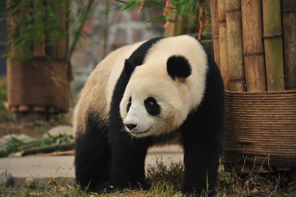 První Narozený Malajská Giant Panda Nuan Nuan Který Vrátil Číny — Stock fotografie