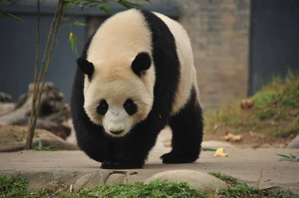 Premier Panda Géant Origine Malaisienne Nuan Nuan Qui Est Retourné — Photo