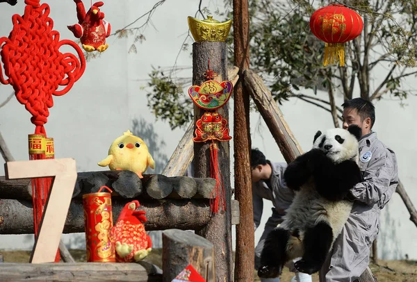 Egy Kínai Alkalmazott Hordoz Egy Óriás Panda Kölyök Shenshuping Tenyésztés — Stock Fotó