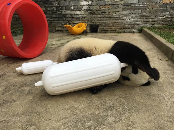 Panda Gigante Brinca Com Brinquedos Doces Uma Base Centro Conservação — Fotografia de Stock